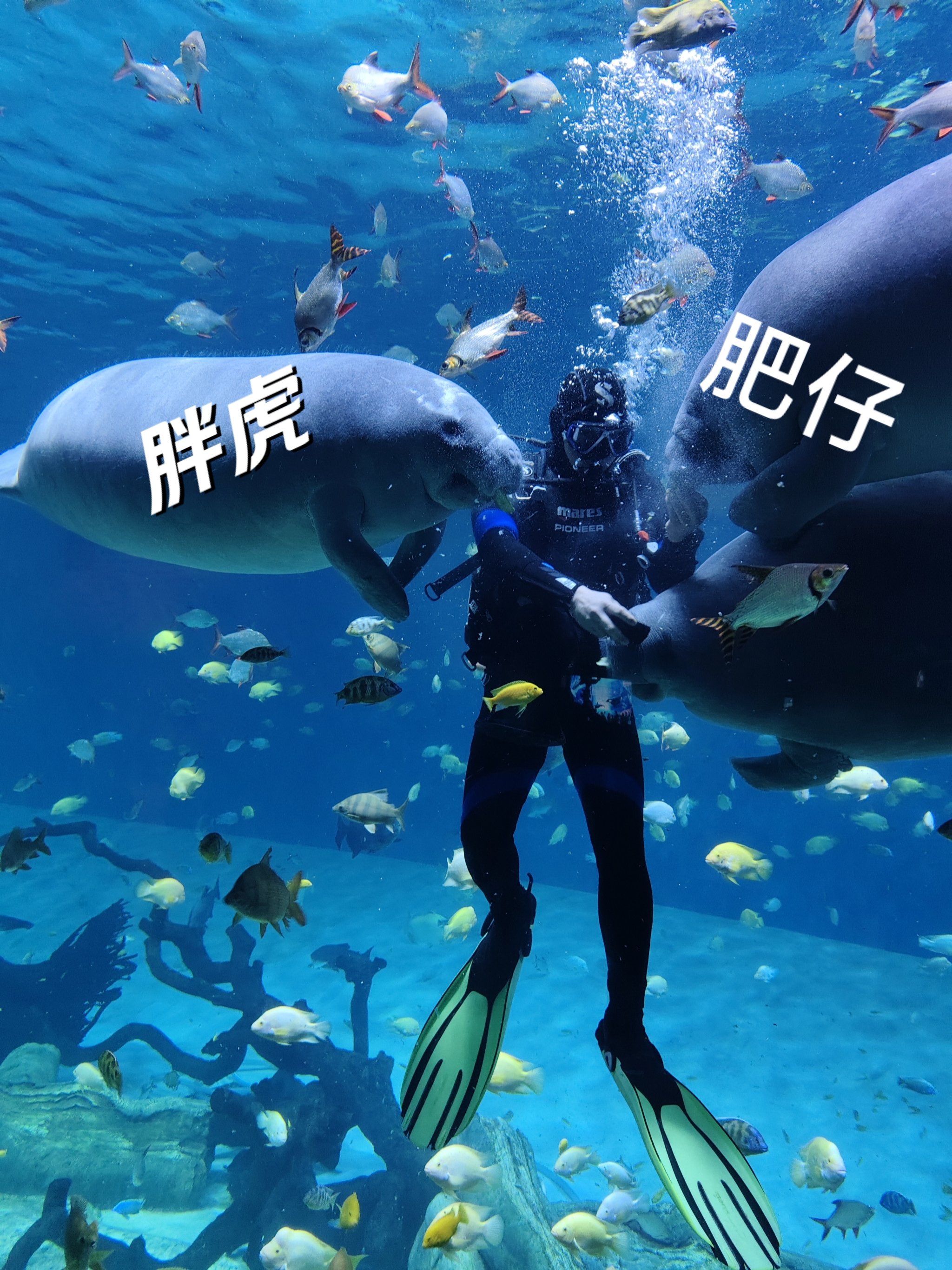 开云体育入口-关于海外海洋潜水挑战赛，探索深海生态奇观的信息