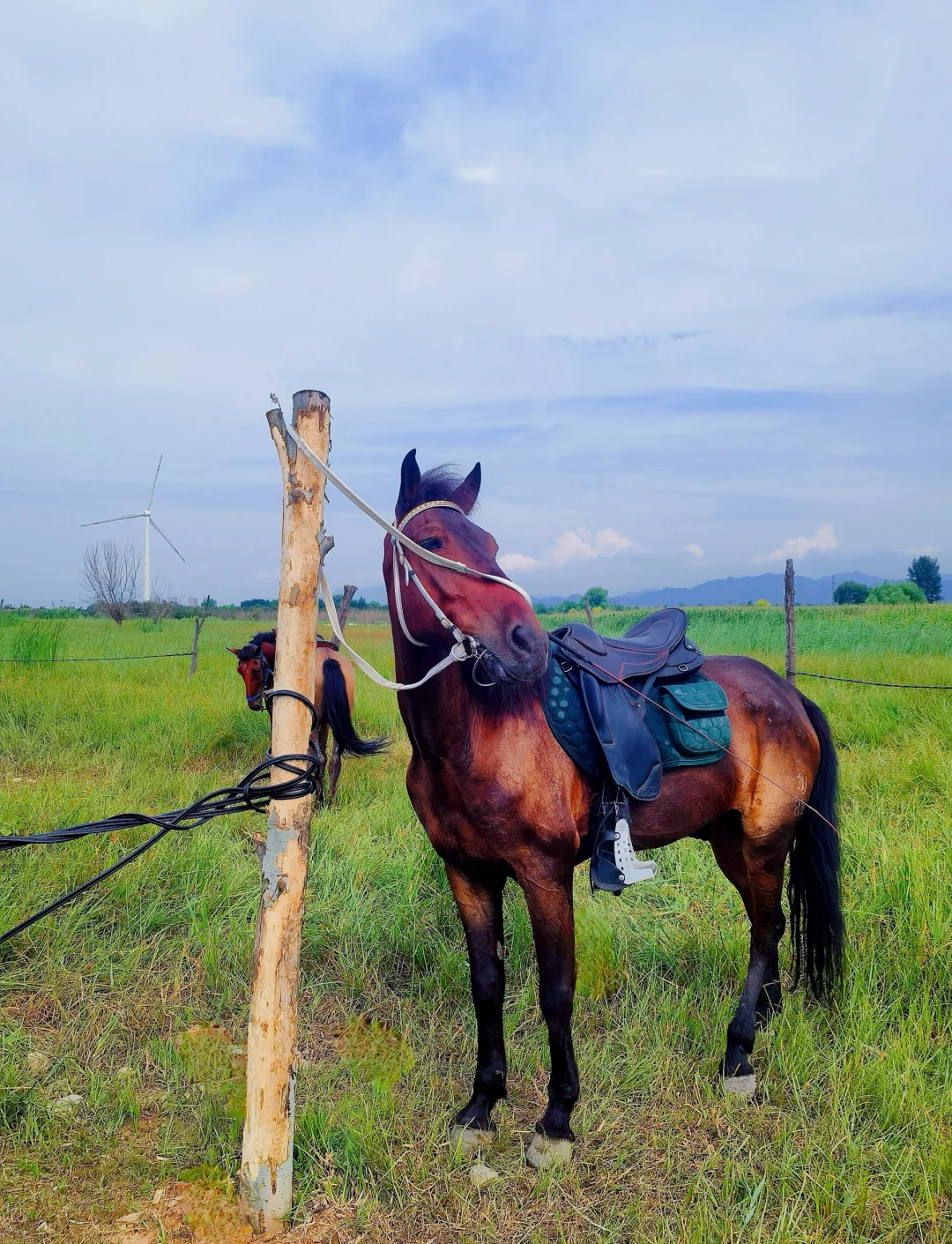 开云下载-草原骑马表演赛，传统文化与运动融为一体的简单介绍
