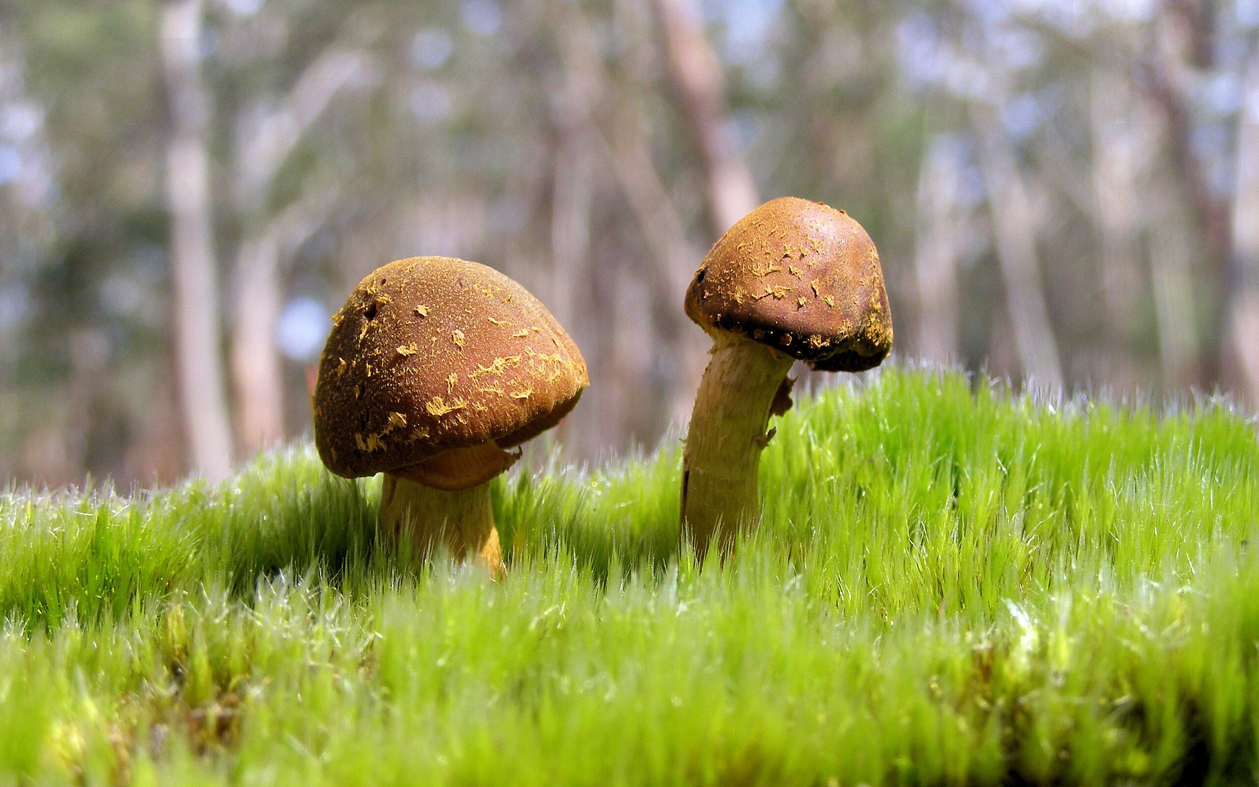 NBA参与的电竞俱乐部启动扩张计划，nba电竞职业联赛