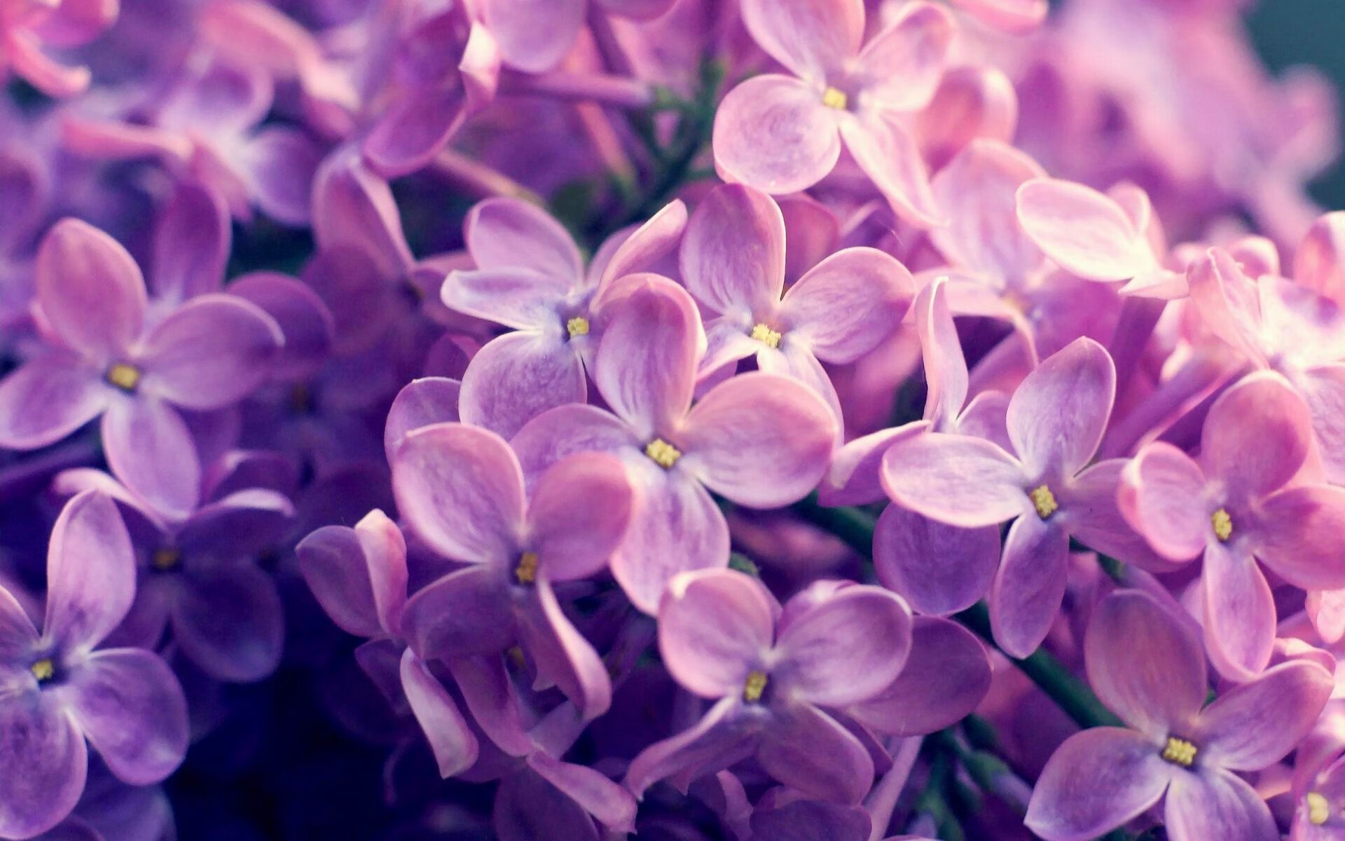 射手助力葡萄牙体育主场大胜,葡萄牙射门