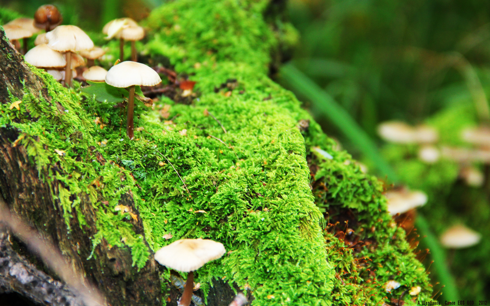 曼联逆转狼队,B费补时绝杀引爆梦剧场,曼联逆转夺冠