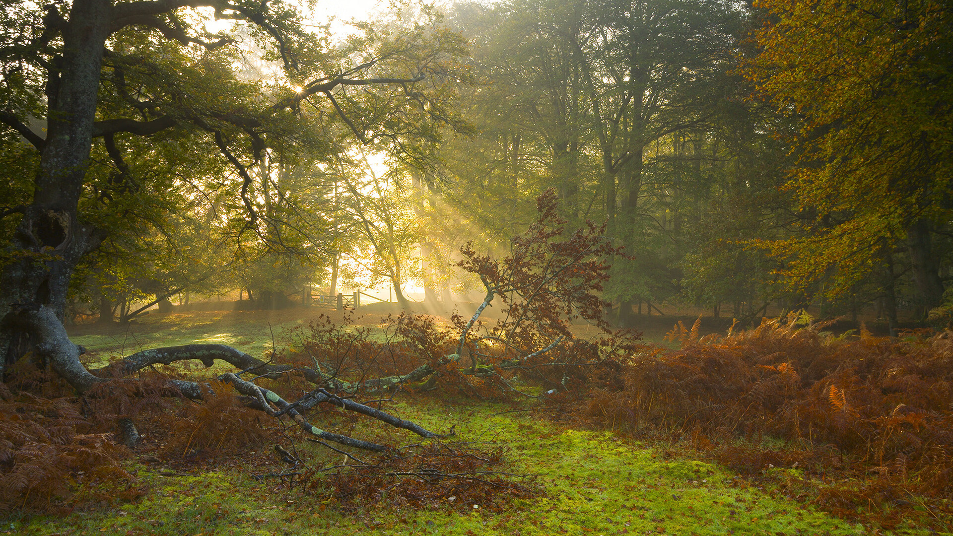 电视转播解说是否影响观众理解,电视解说节目