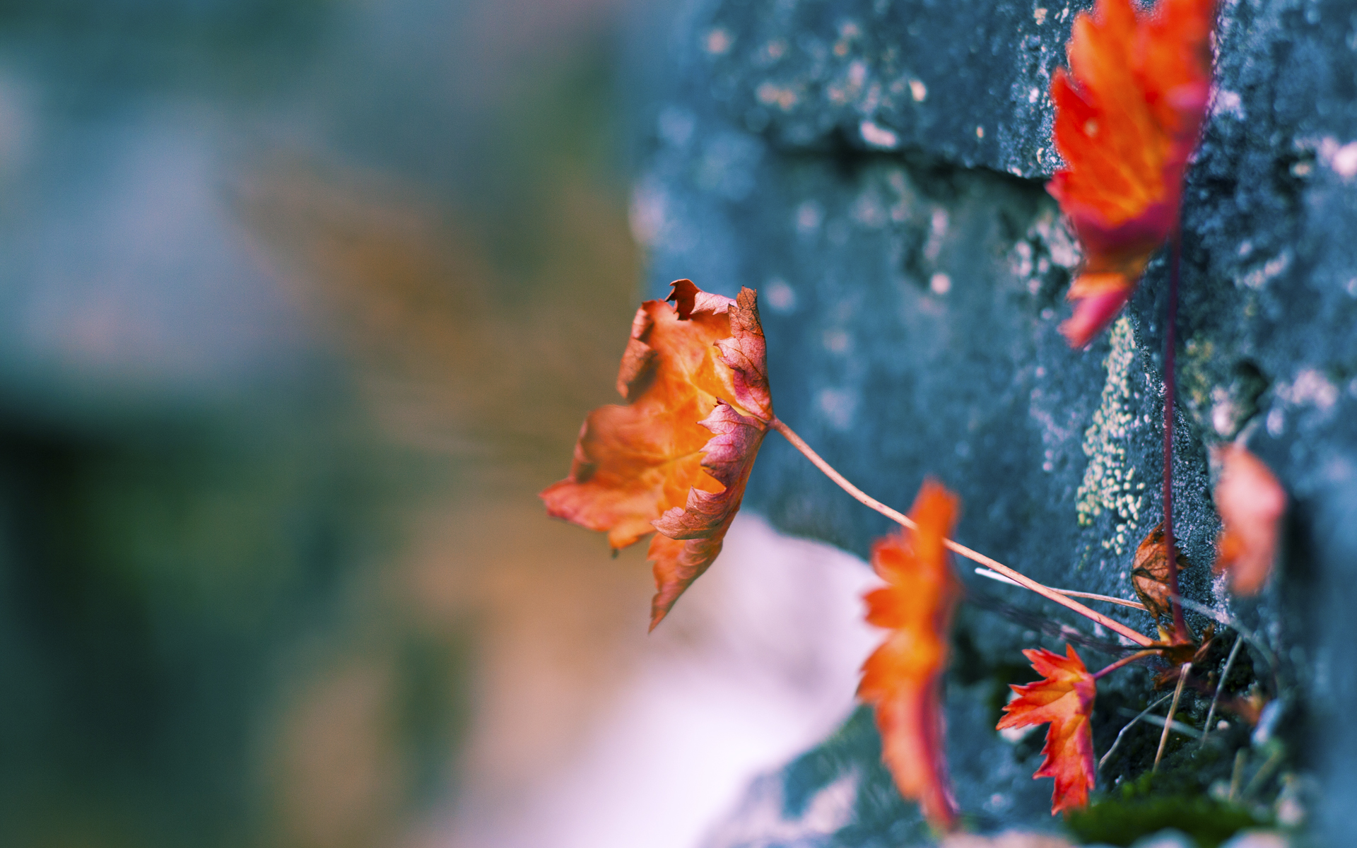 陈佳训练画面曝光引热议,陈佳kei